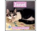 Adopt Janet a Domestic Short Hair