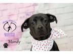 Adopt Mandy a Black Labrador Retriever, Boxer