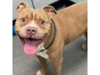 Adopt Arnold a Pit Bull Terrier