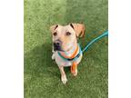 Adopt RUE a Pit Bull Terrier, Mixed Breed