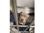 Adopt MARTIAN a Pit Bull Terrier, Mixed Breed