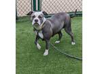 Adopt Clover 49353893 a Pit Bull Terrier, Boxer