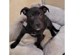Adopt Ripley 49332728 a Pit Bull Terrier