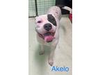 Adopt Akelo a Pit Bull Terrier