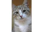 Adopt Fredster a Domestic Short Hair, Tabby