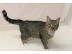 Adopt NED a Domestic Short Hair