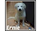 Adopt Ernie* a Great Pyrenees