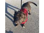 Adopt SPUD a American Staffordshire Terrier, Mixed Breed