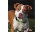 Eldon (in foster) American Bulldog Adult Male