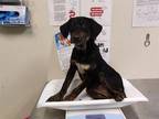 LYOLA Black and Tan Coonhound Young Female
