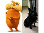 The Lorax Yorkie, Yorkshire Terrier Adult Male