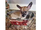 Newton $500 (APPLICATION APPROVAL) Chihuahua Puppy Male