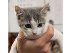 Peachy Domestic Shorthair Kitten Female
