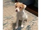 Donatella Terrier (Unknown Type, Small) Puppy Female