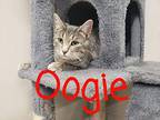 Oogie Domestic Shorthair Kitten Male