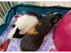 Adopt 2201-1580+1581 Rocky+Spotty a Guinea Pig
