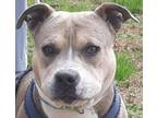Adopt FRANK a American Staffordshire Terrier