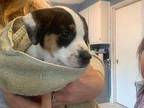 Dasher Beagle Puppy Male