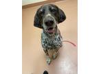 Adopt Nico a German Shorthaired Pointer