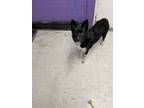 Adopt Peanut a Border Collie, Mixed Breed