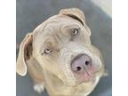 Zena American Pit Bull Terrier Adult Female