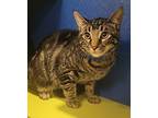 Kitty Perry Domestic Shorthair Young Male