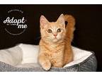 Ross Matthews Domestic Shorthair Kitten Male