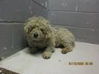 Adopt 79726 a Poodle, Mixed Breed