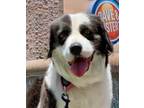 Adopt Kaya a American Staffordshire Terrier, Border Collie