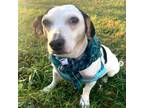 Adopt Sally a Jack Russell Terrier