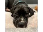 Adopt Sully a Boxer, Great Dane