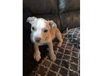 Adopt Speck a Terrier, Pit Bull Terrier