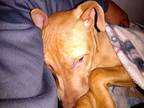 Adopt Izzy - 26 lbs estimated adult weight a Pit Bull Terrier, Vizsla