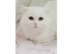 Adopt Sugar will make all days bright! What a delight!! a Persian
