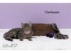 Clawhauser Domestic Shorthair Kitten Female