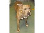 Eric American Staffordshire Terrier Adult Male