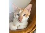 Ray Charles American Shorthair Young Male