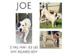 Joe American Pit Bull Terrier Adult Male