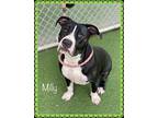 MILLY Pit Bull Terrier Adult Female