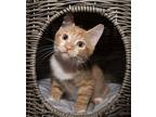 Fitch Domestic Shorthair Kitten Male