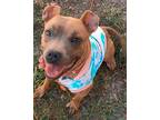 Nalla American Pit Bull Terrier Young Female
