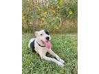 Sam I Am (VRS) American Staffordshire Terrier Young Male