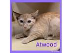 ATWOOD Domestic Shorthair Kitten Female