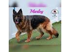 Marley German Shepherd Dog Adult Female