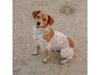 Adopt Vinny a Australian Cattle Dog / Blue Heeler, Jack Russell Terrier