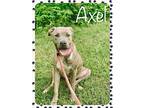 AXEL Pit Bull Terrier Adult Male