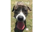 STERLING American Pit Bull Terrier Adult Male