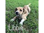 Libbie Labrador Retriever Puppy Female