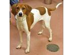 TRACY Treeing Walker Coonhound Adult Female