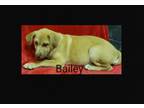 Adopt Bailey a Labrador Retriever, Shepherd